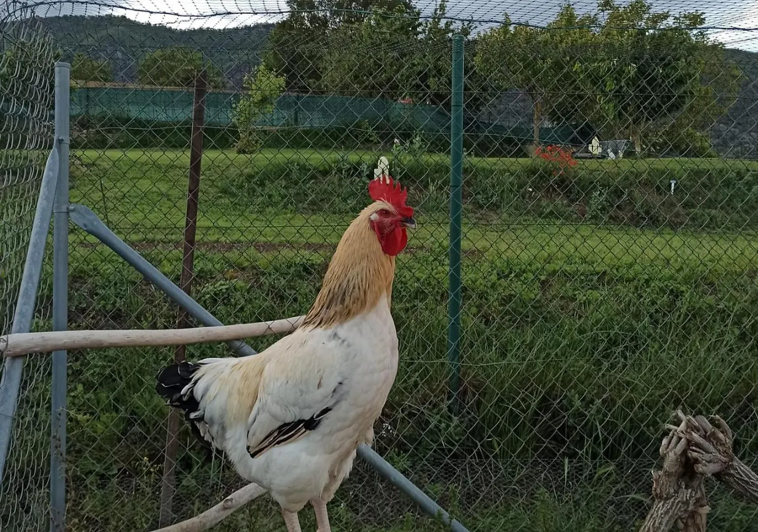 Parque de Campismo Alojamiento Compartido Cantroncxic San Pedro de Torelló Espanha